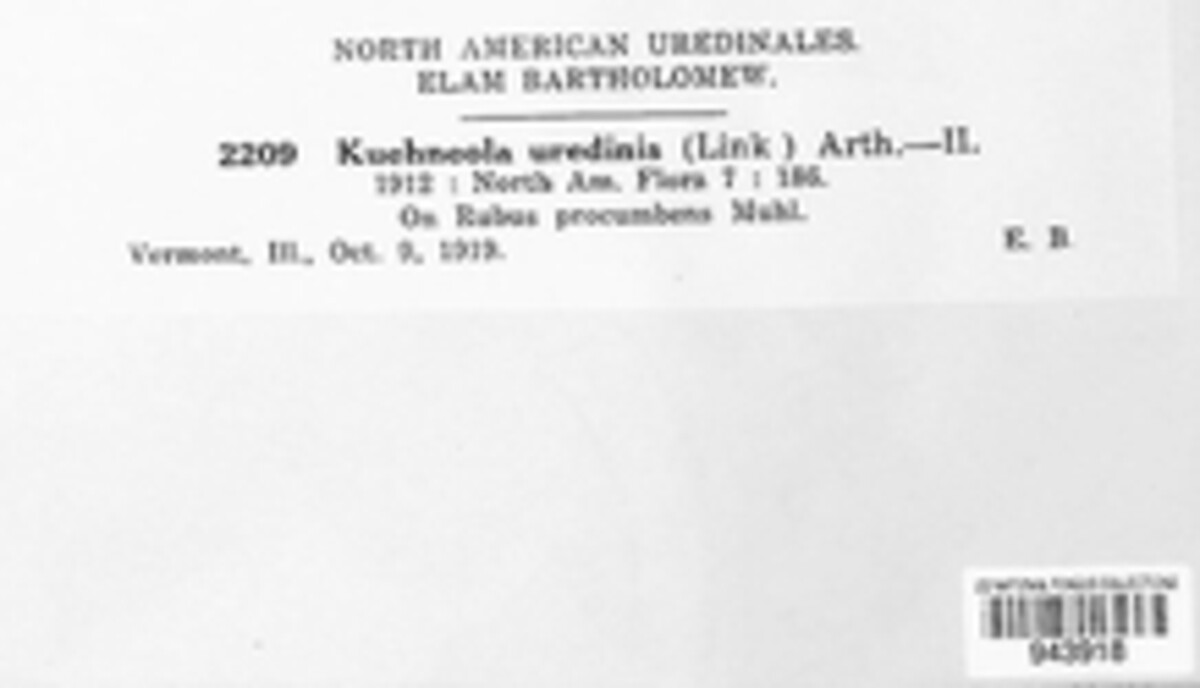 Kuehneola uredinis image